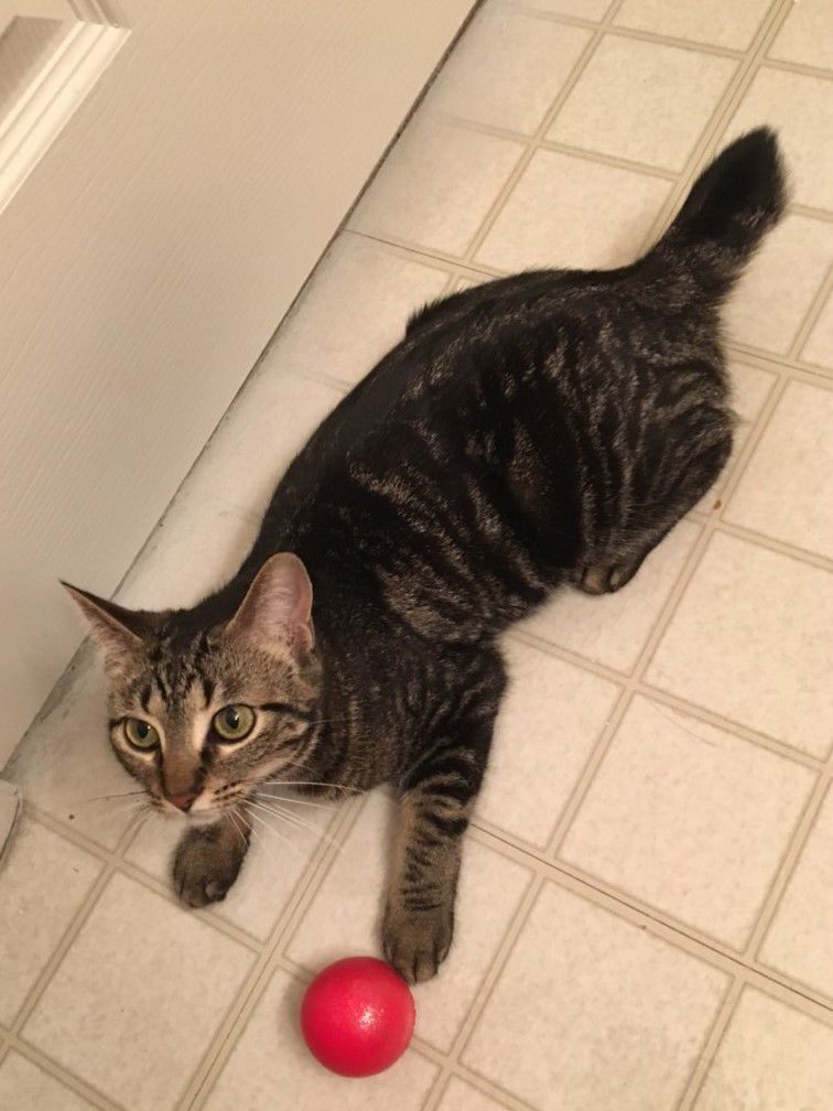 Lele